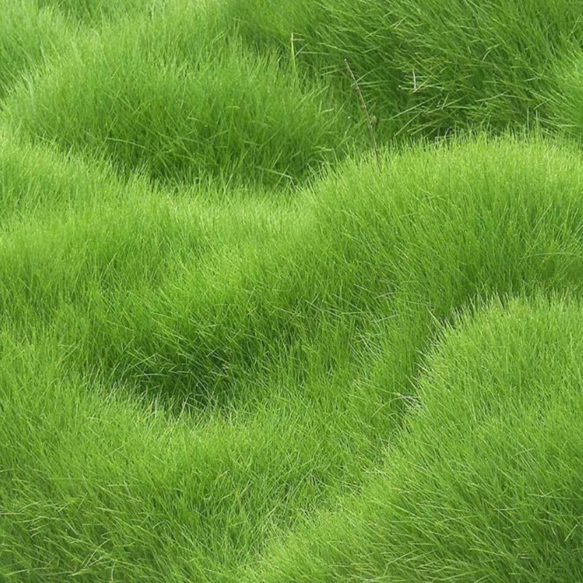 🌿Hybrid Bermuda Grass Seeds Lawn Magic! 🏡 (Buy 1 Get 2 Free)