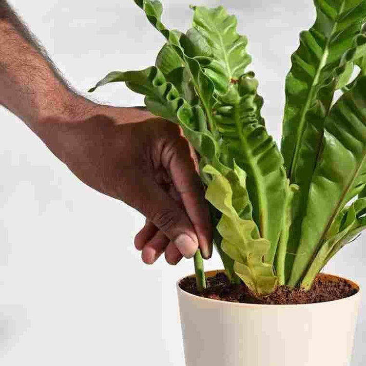 DR. Green's - Magic Plant Sticks