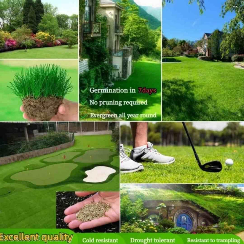 🌿Hybrid Bermuda Grass Seeds Lawn Magic! 🏡 (Buy 1 Get 2 Free)
