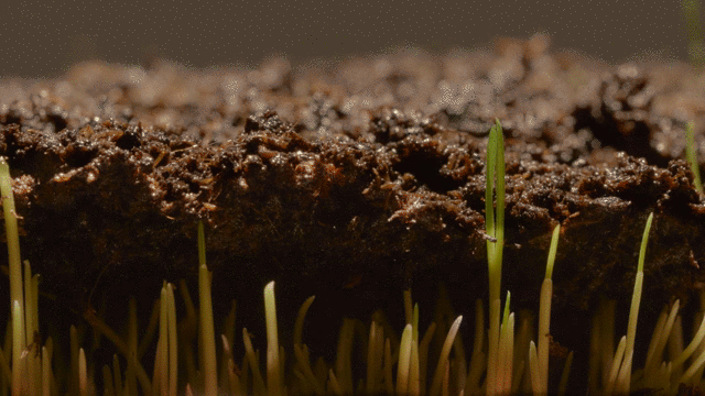 🌿Hybrid Bermuda Grass Seeds Lawn Magic! 🏡 (Buy 1 Get 2 Free)