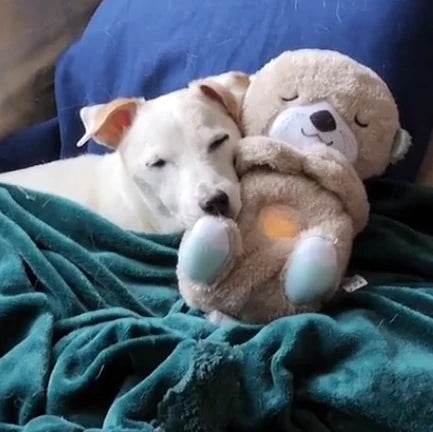 Calming Otter Plush | Pup's & Cat's Instant Relief from Stress & Anxiety