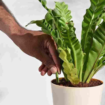 DR. Green's - Magic Plant Sticks