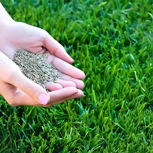 🌿Hybrid Bermuda Grass Seeds Lawn Magic! 🏡 (Buy 1 Get 2 Free)