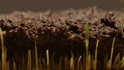 🌿Hybrid Bermuda Grass Seeds Lawn Magic! 🏡 (Buy 1 Get 2 Free)