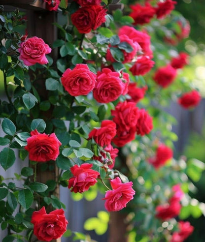 Elegant Climbing Rose Flower Seeds