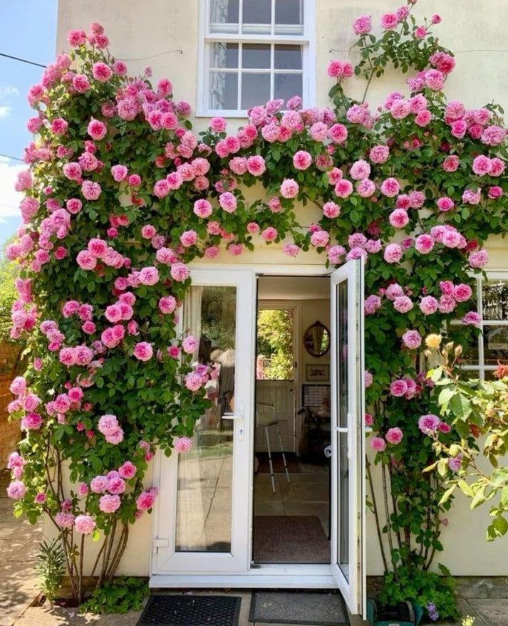 Elegant Climbing Rose Flower Seeds