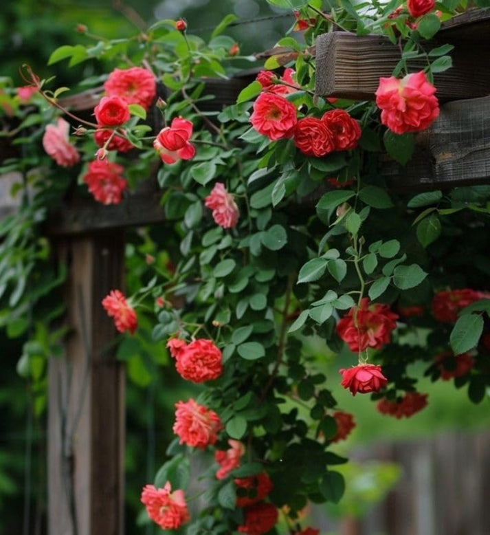 Elegant Climbing Rose Flower Seeds